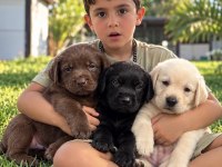 Labrador Retriever Yavrularımız Yeni Ailelerini Bekliyor