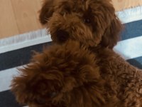Çorlu satılık toy poodle 9 aylık
