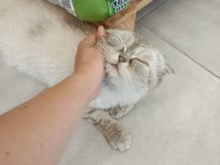AŞIRI UYSAL EV KEDİSİ