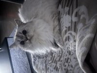 British Longhair 2 yaş dişi