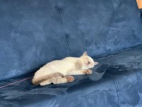 Safkan British Blue Point Dişi Erkek 2 Kedi