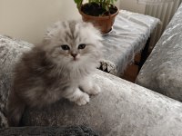 Scottish Fold Silver Dişi
