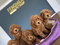 Show Kalite Toy Poodle Yavrular Ankara