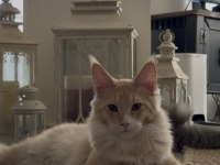 Full şecereli mükemmel profilde dev Maine Coon yavruları