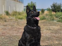 Siyah kurtların en iyisi Solid black