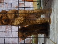 toy poodle red brown