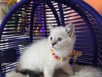 British Shorthair Point bebekler