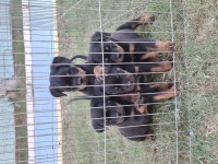 A şecereli üst düzey kaliteli rottweiler yavrular