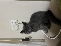 BRİTİSH KEDİMİZ AİLESİNİ BEKLİYOR