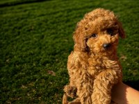 Dişi toy poodle