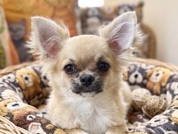Safkan Dişi Chihuahua