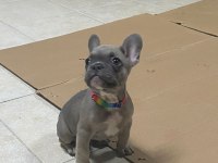 2.5 Aylık French Bulldog Fawn