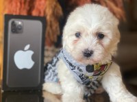 Maltipoo 2.5 aylık