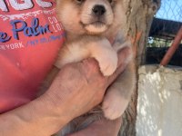(SDK) çiftlikten japon akita inu yavrular