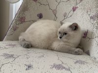 BAL KÜPÜ TATLI SCOTTİSH FOLD