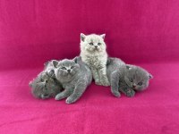 Safkan British Shorthair Yavrularımız