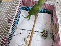 Yarı evcil safkan pakistan papağanı