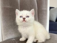 British shorthair beyaz