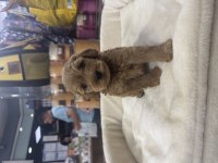 2 aylık dişi toy poodle yavrumuz