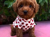 Aşılı Toy Poodle Yavrularımız