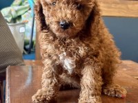 0 NO MİNİ TOY POODLE KIZIMIZ