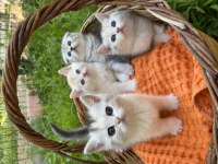 Scottish fold-british long hair
