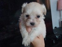 Dişi kore maltese terrier