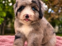 Mavi Gözlü Blue Merle Bernedoodle Yavru