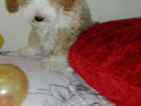 Evde bakılabilecek en uygun cins toy poodle