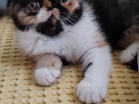 CFA KAYITLI ANNE VE BABA YAVRU KEDİMİZ