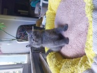 Safkan British Shorthair Gri Erkek