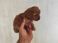 Toy poodle bebişler