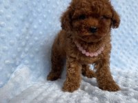 SAFKAN TOY POODLE