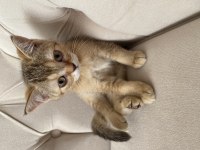 Saf scottish fold gold minnoşlar