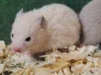 Suriye HAMSTER YAVRULAR