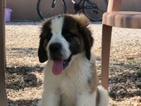 Saint bernard bebek köpekler