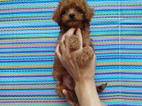 Teacup korekan poodle yavrularım