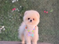 En Tatlı Pomeranian Boo