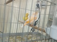 Eşlemeye Hazır Dişi Kanaryalar