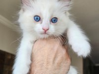 Şecereli Anne ve Babadan Bicolor Ragdoll Yavrularımız