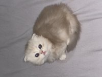 GÜZEL BEBEK KEDİLERİME GÜZEL AİLE ARIYORUM