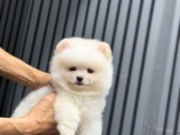 Sevimli Pomeranian Boo