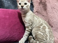 Snow Bengal Erkek 5 Aylık
