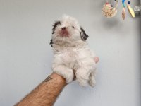 Güzeller güzeli shih tzu bebekler