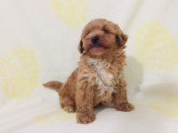 Maltipoo canlarım ev üretimi orijinal