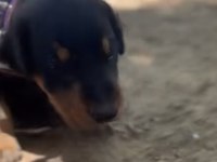 Doberman Yavruları