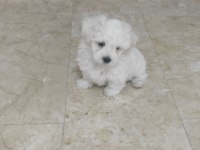 Pamuk gibi çok tatlı ev köpeği