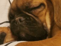 Çok güzel her eğitimi olan aile dostu pugmix