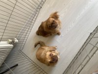 5 aylık çin pekinezi