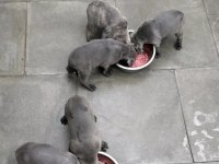 A++ KALİTE CANE CORSO KÖPEKLERİ